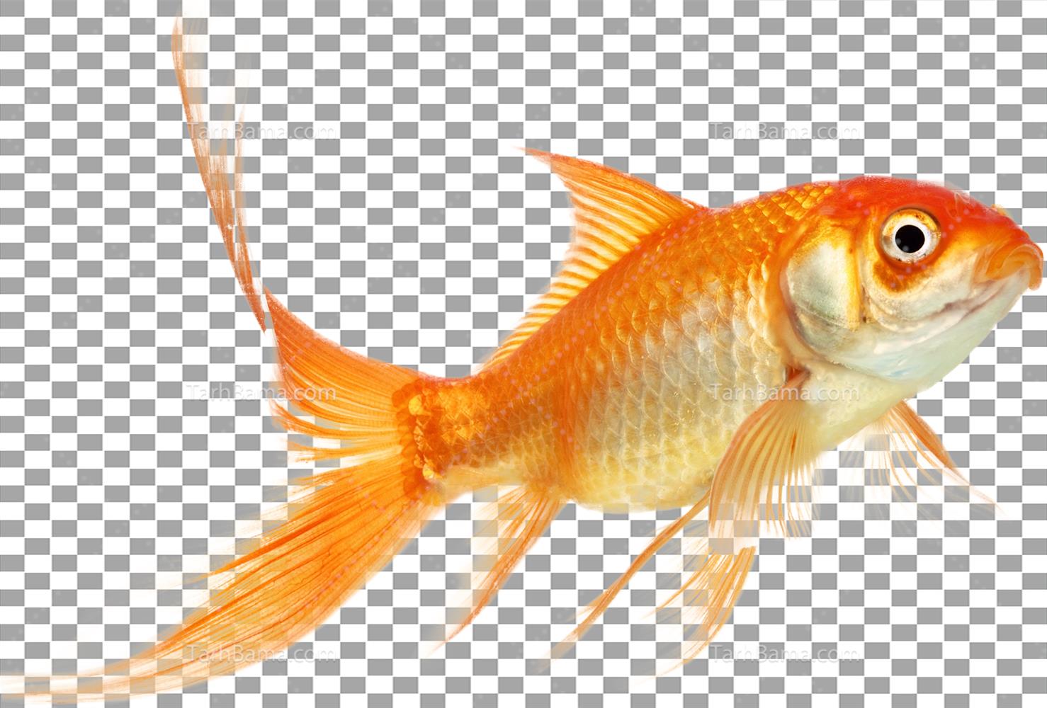 تصاویر ماهی ها